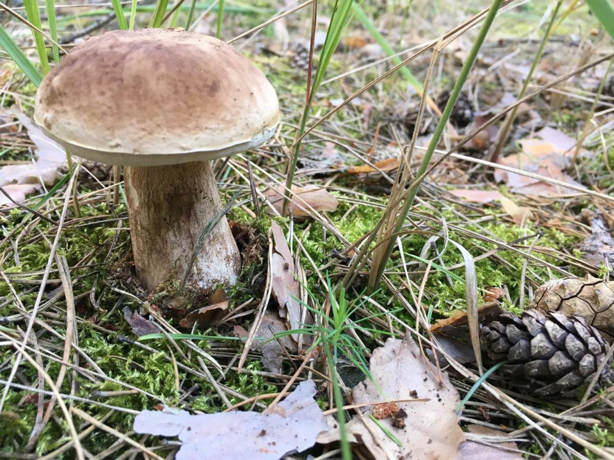 Siedlisko Besiekiery Apartment Bagian luar foto